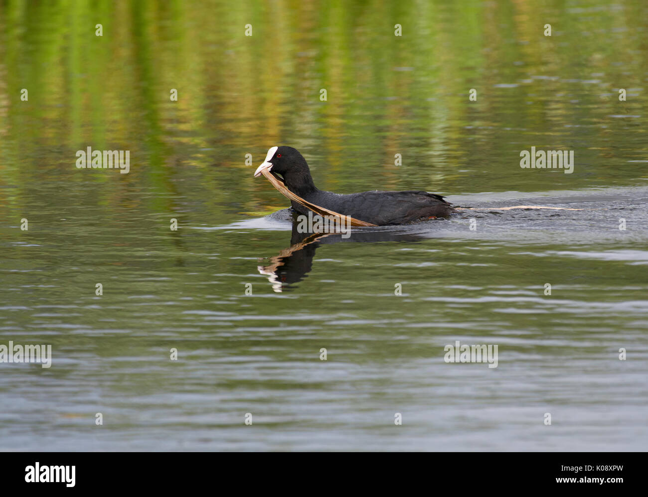 Eurasian Coot, Fulica atra, collecting nesting material, Pennington Flash Country Park, Leigh, United Kingdom Stock Photo