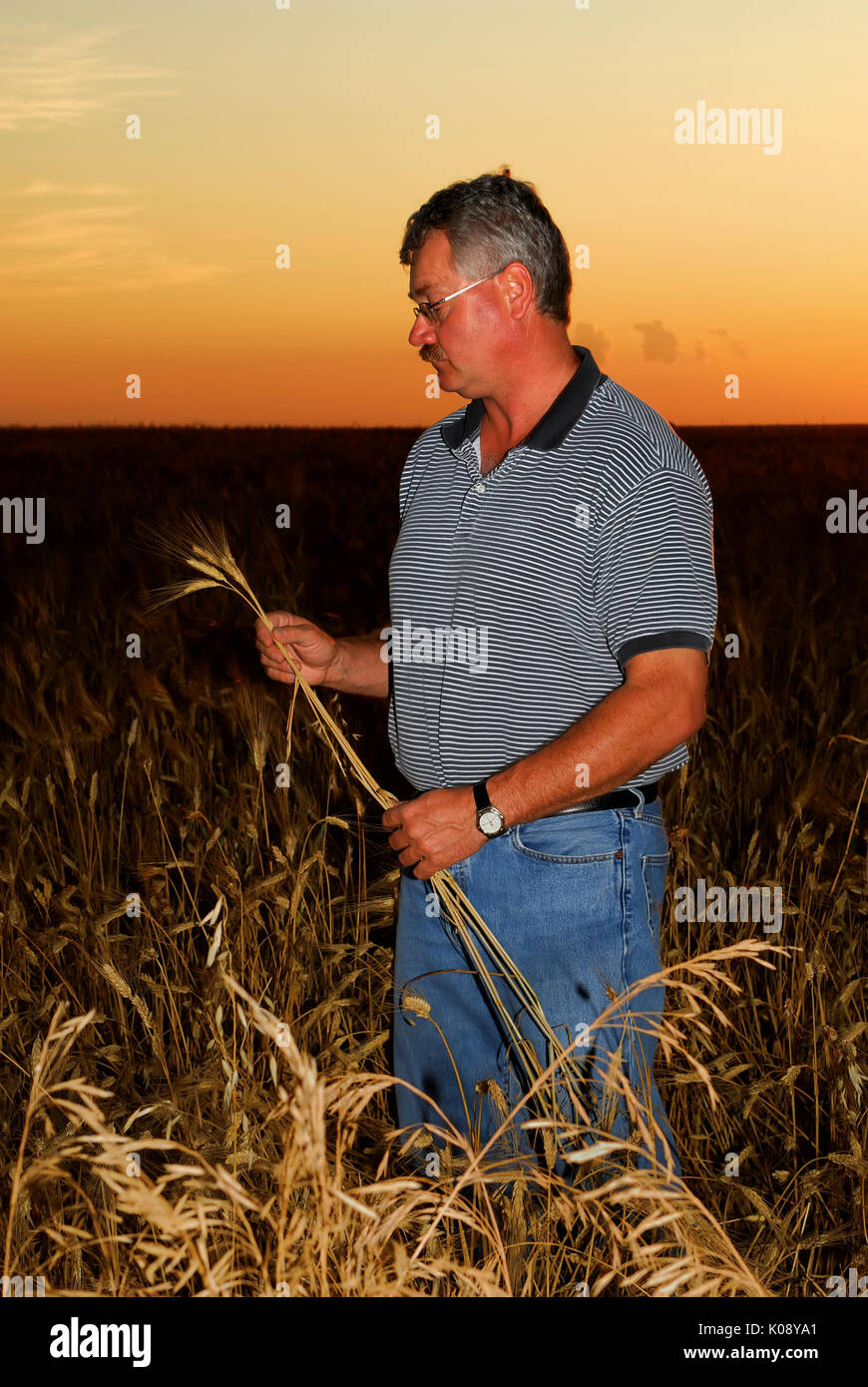 A farmer inspects a durum wheat crop with sunset in background. Note wild oats on bottom egde. Stock Photo