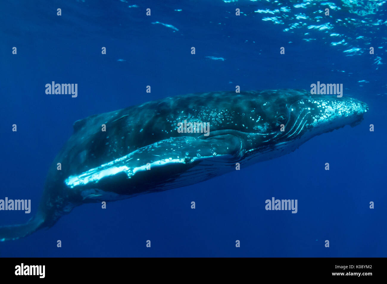 Swimming with humpback whales in the Vava'u group of Tonga Stock Photo
