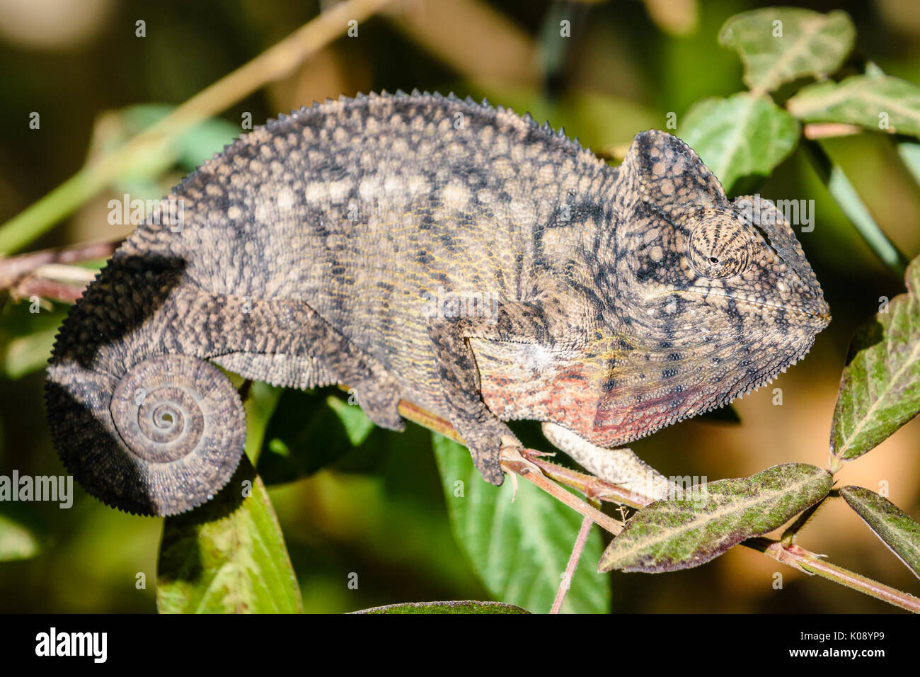 Close up portrait of Chameleon looking at camera in  Madagascar Stock Photo