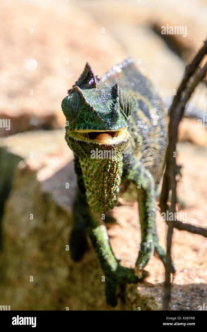 Close up portrait of Chameleon looking at camera in  Madagascar Stock Photo