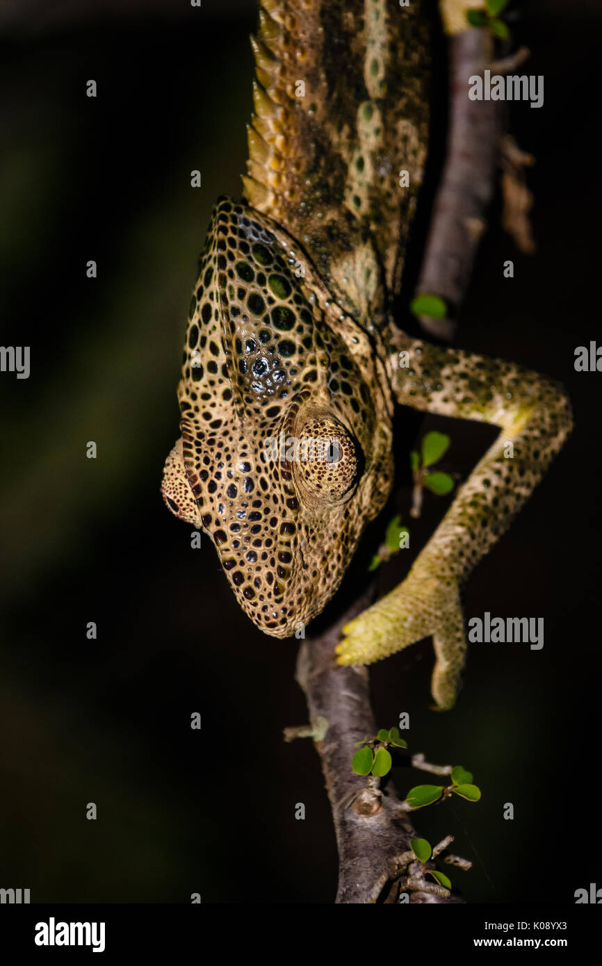 Close up portrait of isolated Chameleon looking at camera in Madagascar. Climbing clinging on a stick at night Stock Photo