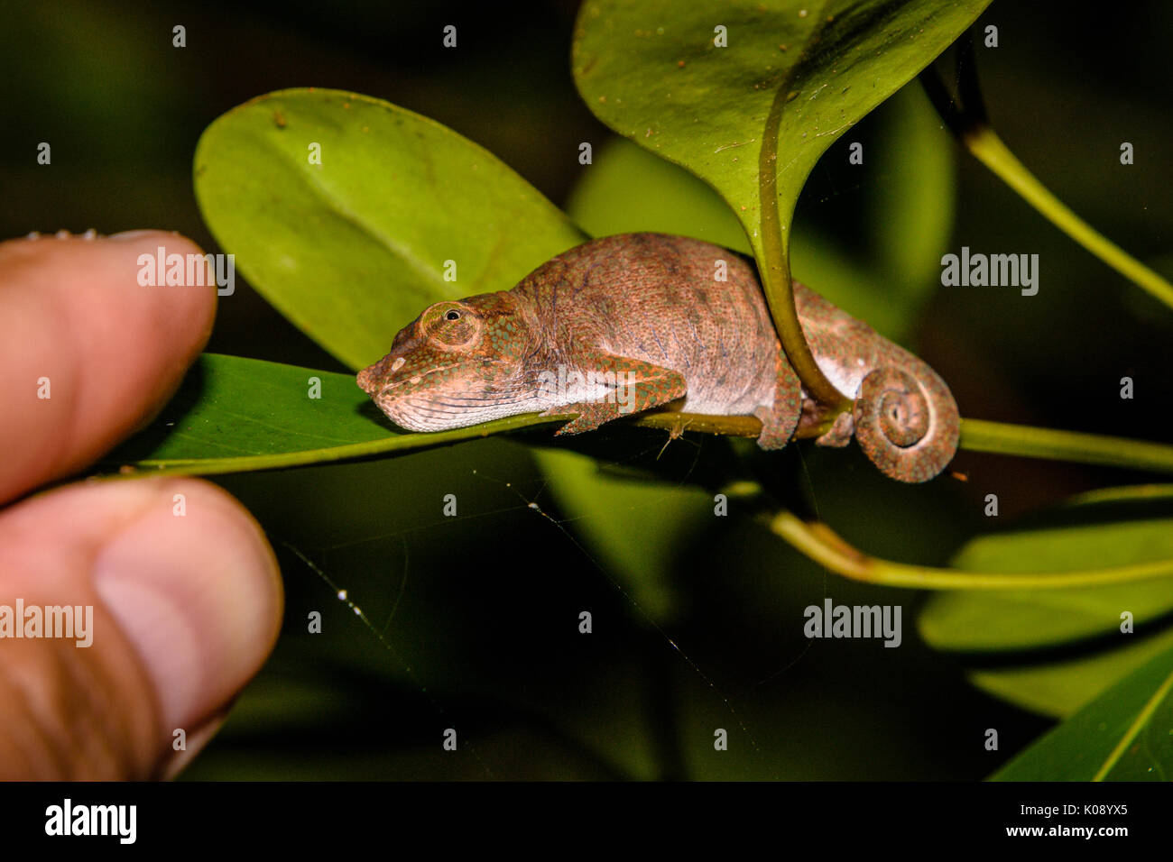 Close up portrait of Chameleon on a leaf looking at camera in  Madagascar Stock Photo