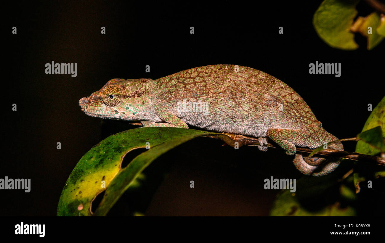 Close up portrait of isolated Chameleon looking at camera in Madagascar. Climbing clinging on a stick at night Stock Photo