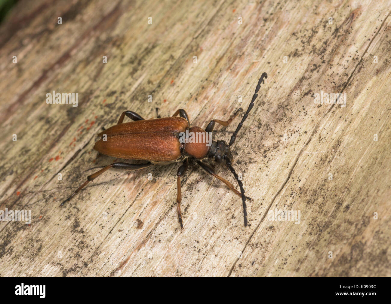 Red Longhorn Beetle(Stictoleptura rubra) on dead wood. Stock Photo