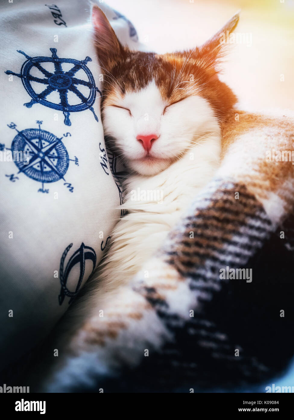 Cute caloco cat lying in bed under a blanket. Stock Photo