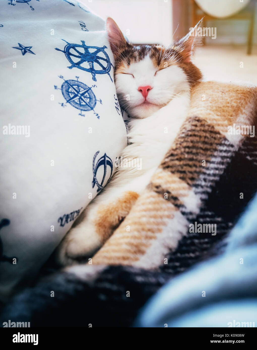Cute caloco cat lying in bed under a blanket. Stock Photo