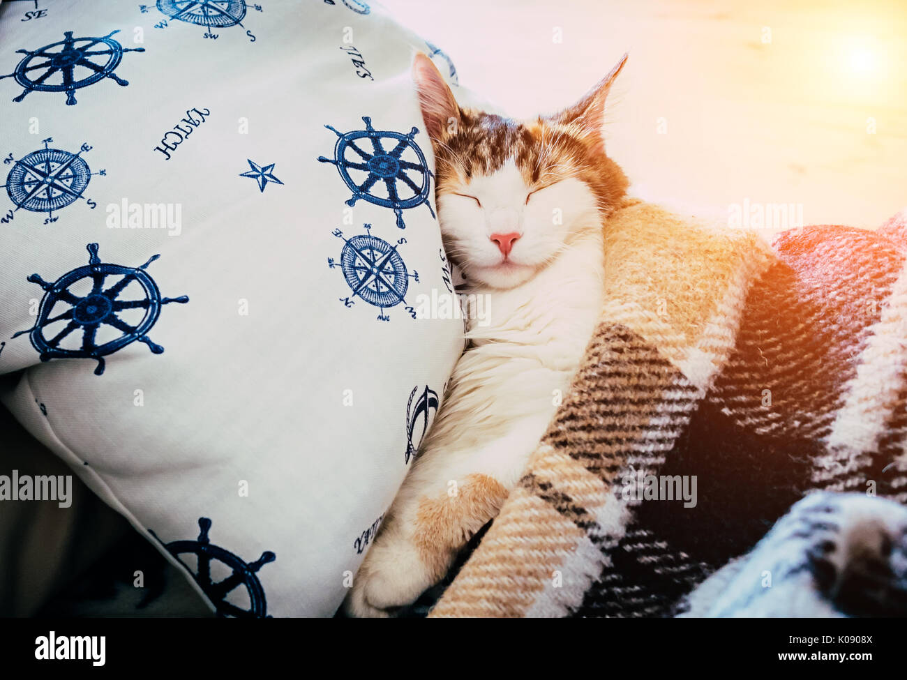 Cute caloco cat lying in bed under a blanket. Stock Photo