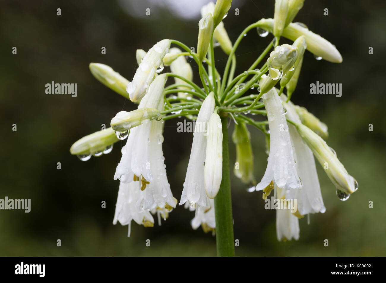 Pendulous white flowers in the late summer head of Agapanthus inapertus 'Alba' Stock Photo