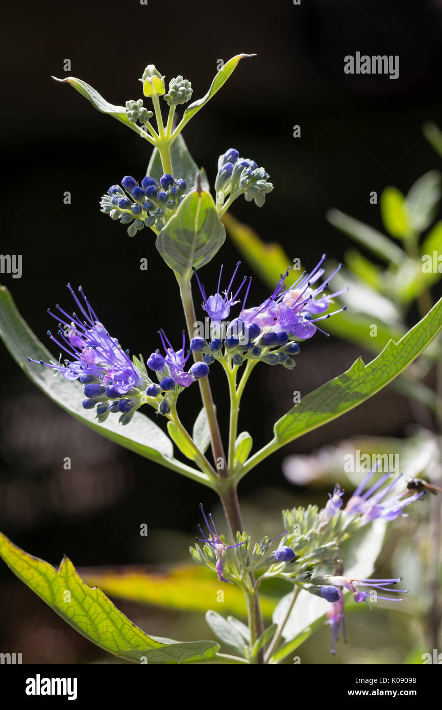 Delicate blue flowers of the late flowering shrubby perennial, Caryopteris x clandonensis 'Heavenly Blue' Stock Photo