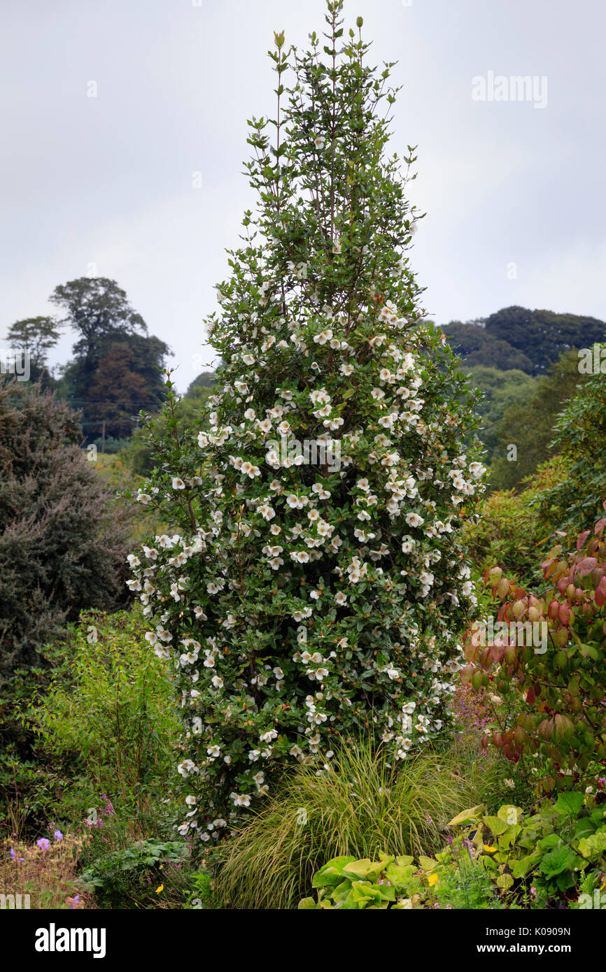 Upright growth of the late summer flowering small tree, Eucryphia x nymansensis Nymansay Stock Photo