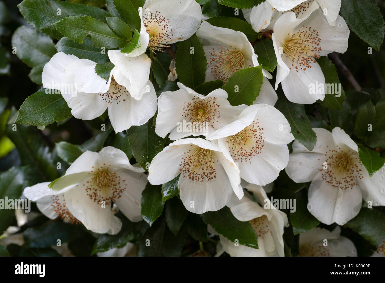 Densely clustered white flowers of the late summer flowering small tree, Eucryphia x nymansensis Nymansay Stock Photo