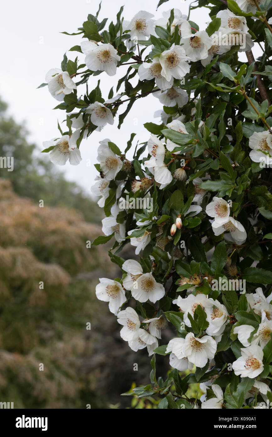 Densely clustered white flowers of the late summer flowering small tree, Eucryphia x nymansensis Nymansay Stock Photo