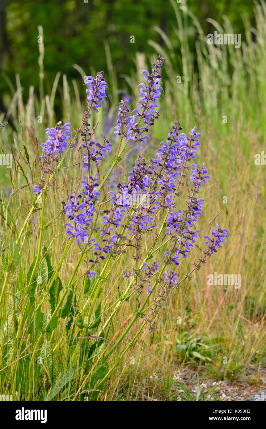 Meadow clary (Salvia pratensis) Stock Photo