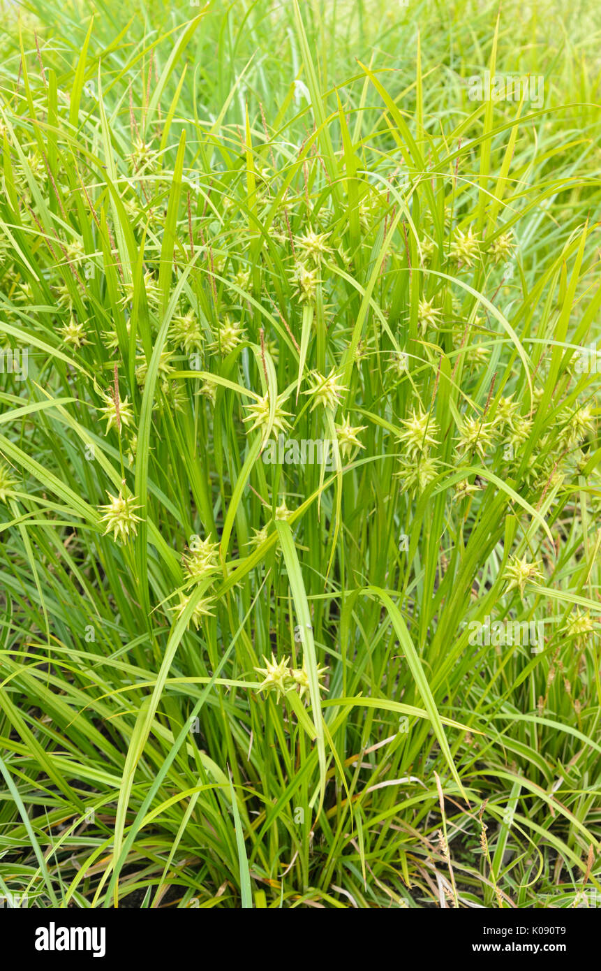 Mace sedge (Carex grayi) Stock Photo
