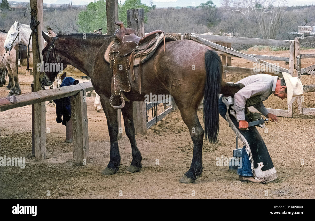 A male farrier files down the hoof of a horse prior to nailing on new Stock Photo 155091608 Alamy