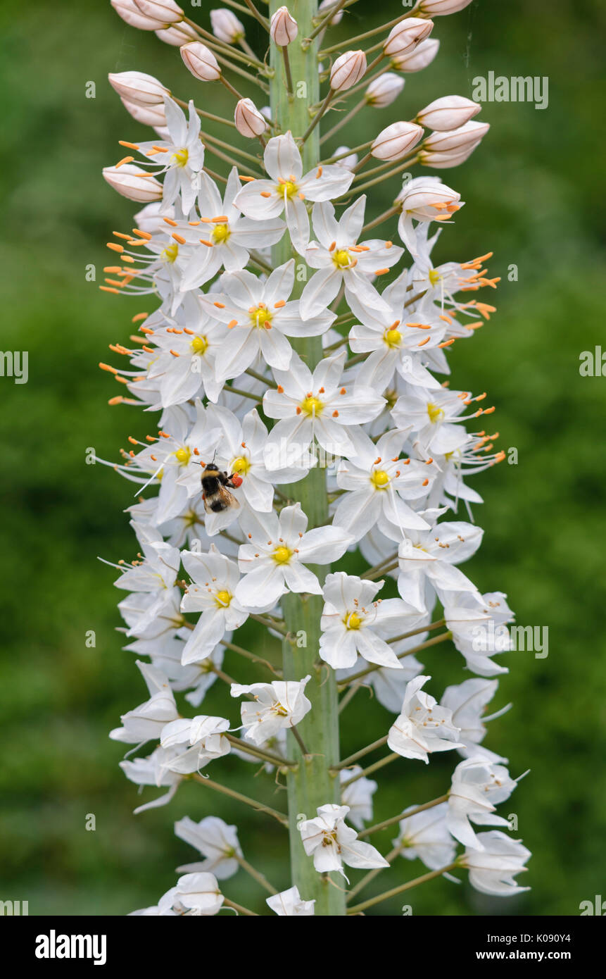 Foxtail lily (Eremurus robustus) Stock Photo