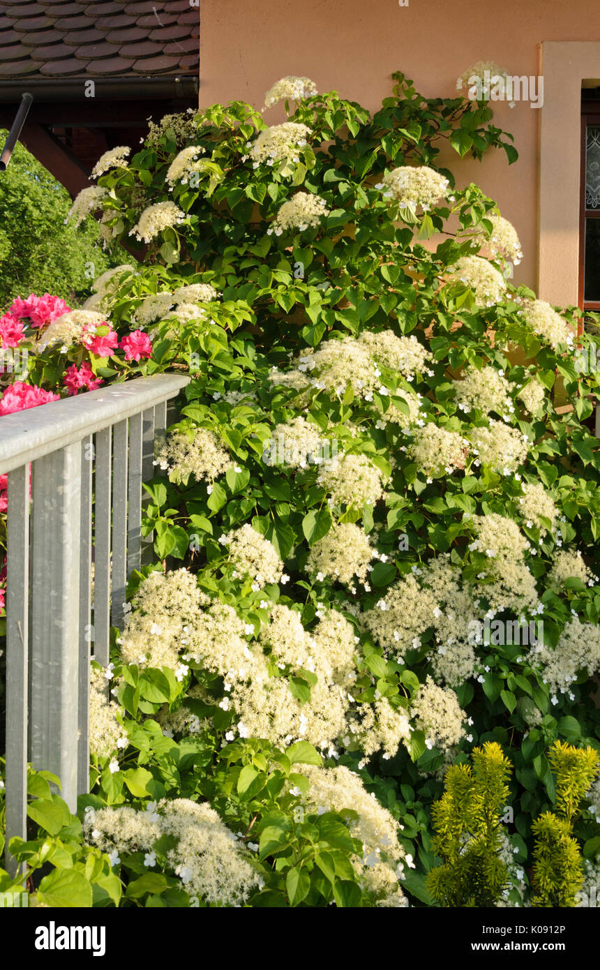 Climbing hydrangea (Hydrangea anomala subsp. petiolaris) Stock Photo