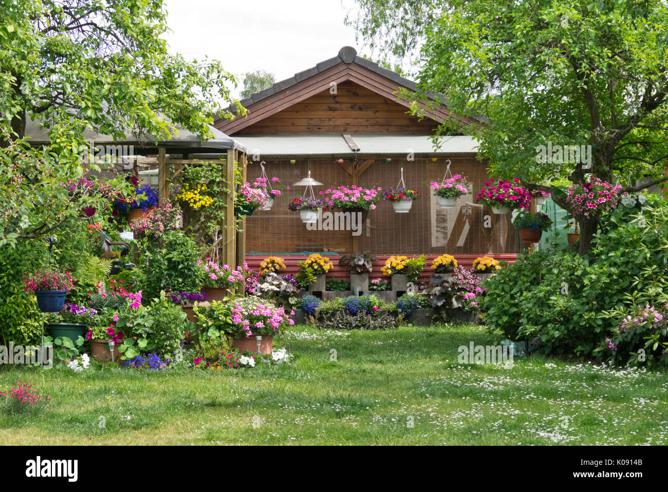 Pelargoniums (Pelargonium), petunias (Petunia) and begonias (Begonia) in an allotment garden Stock Photo