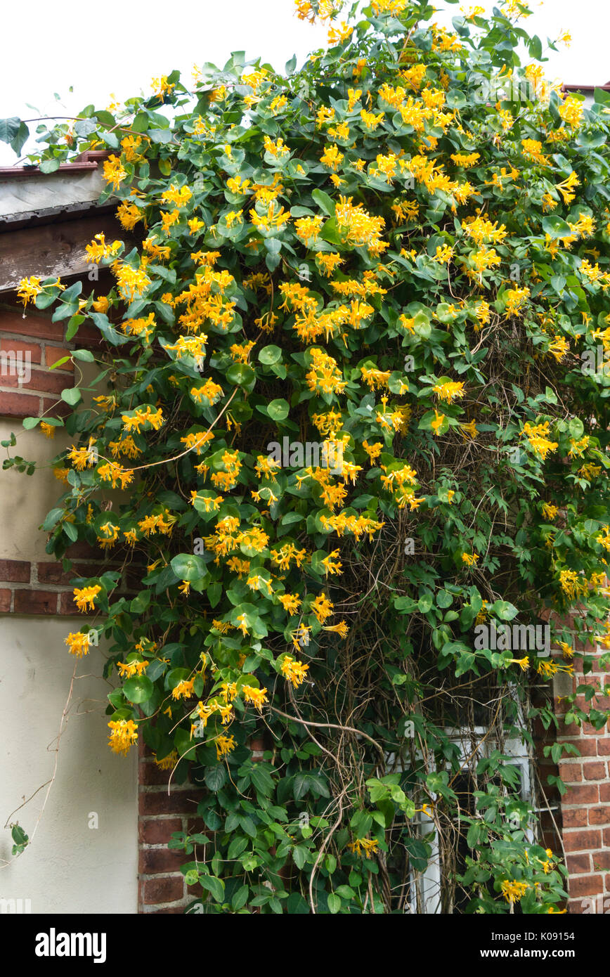 Honeysuckle (Lonicera x tellmanniana) Stock Photo