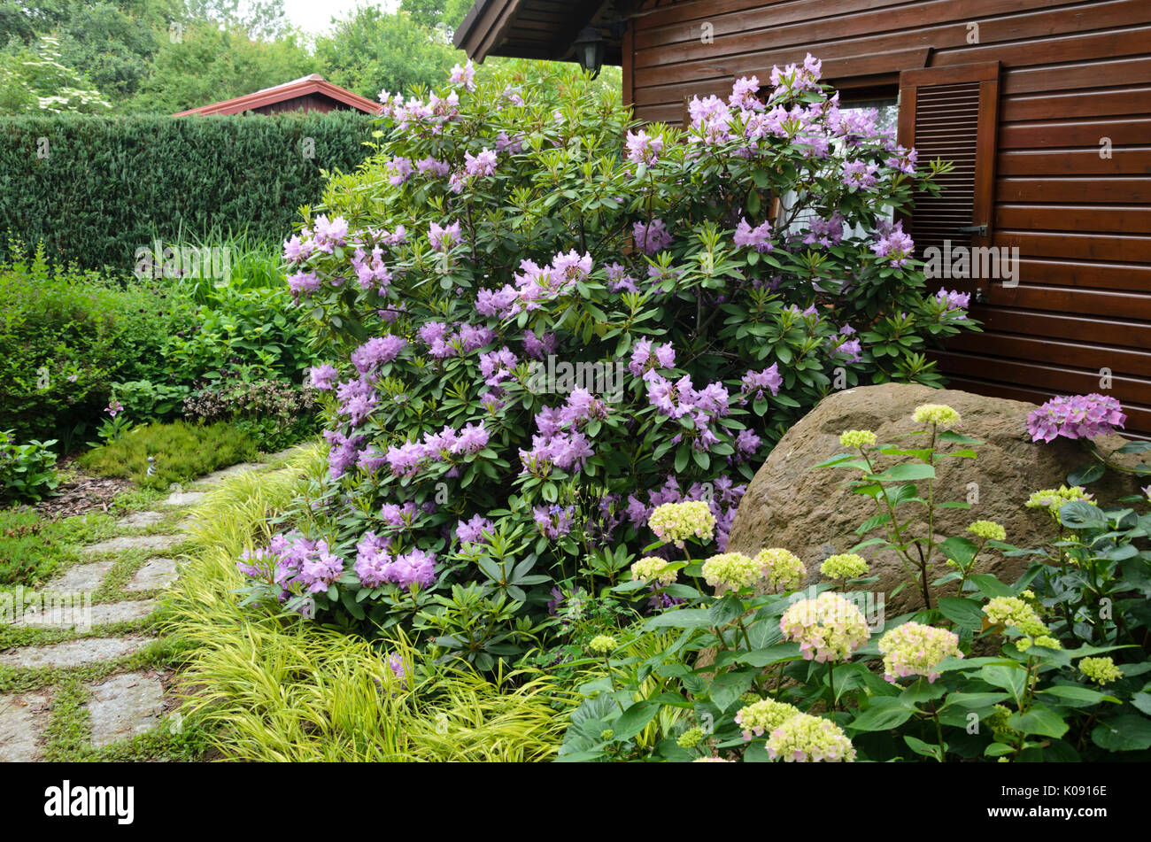 Rhododendron (Rhododendron) and hydrangea (Hydrangea) in front of a garden  house. Design: Marianne and Detlef Lüdke Stock Photo - Alamy