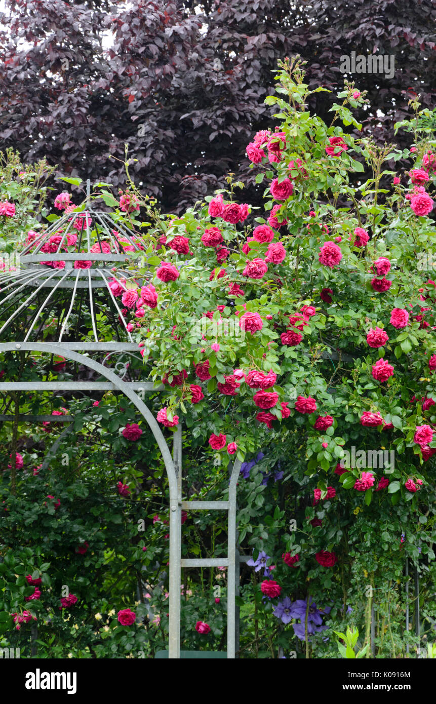 Climbing rose (Rosa Laguna) on a garden pavilion. Design: Marianne and Detlef Lüdke Stock Photo