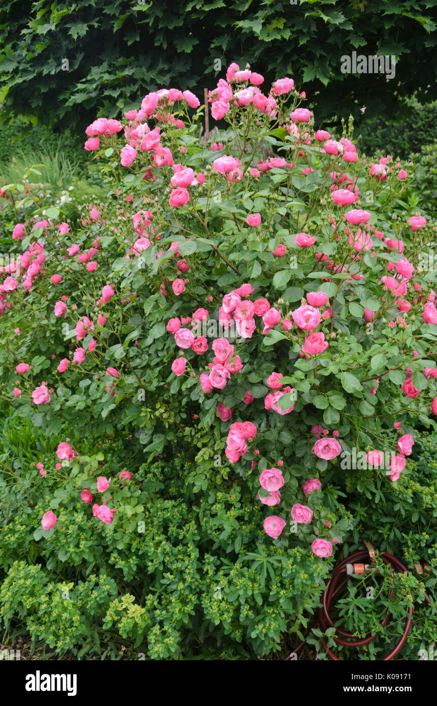 Shrub rose (Rosa Angela) Stock Photo