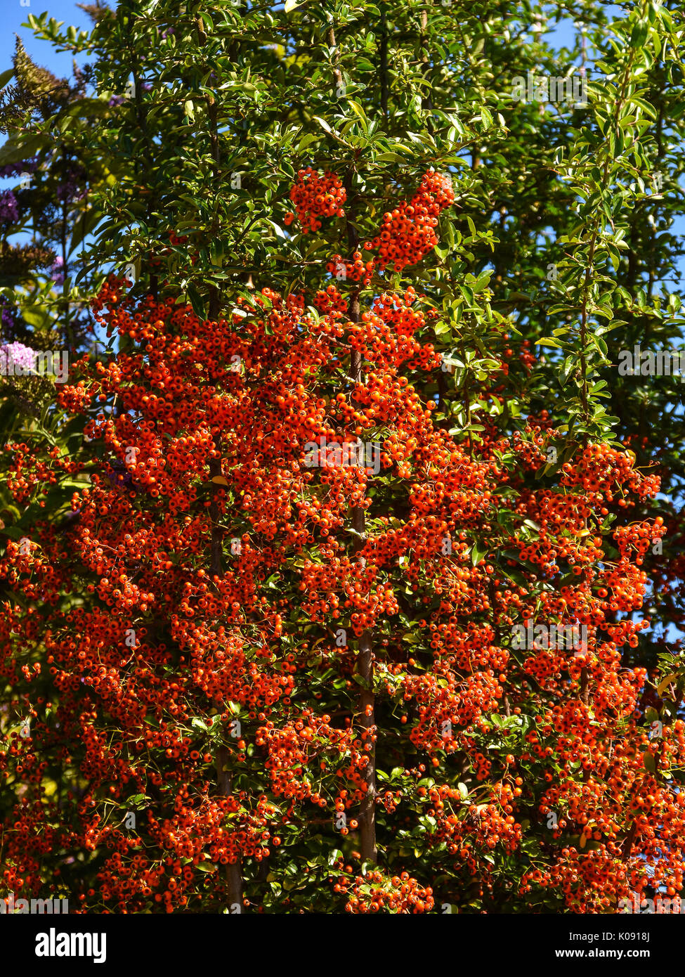 Red Hawthorn (Crataegus monogyna) berries. Stock Photo