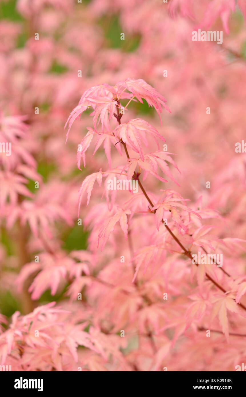 Japanese maple (Acer palmatum 