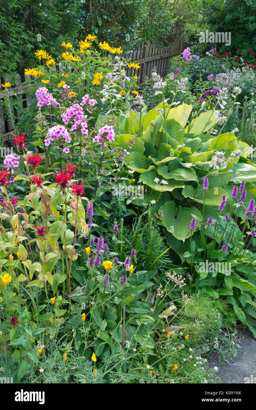Bee balm (Monarda), garden phlox (Phlox paniculata), false sunflower (Heliopsis helianthoides), plantain lily (Hosta) and wood betony (Betonica Stock Photo