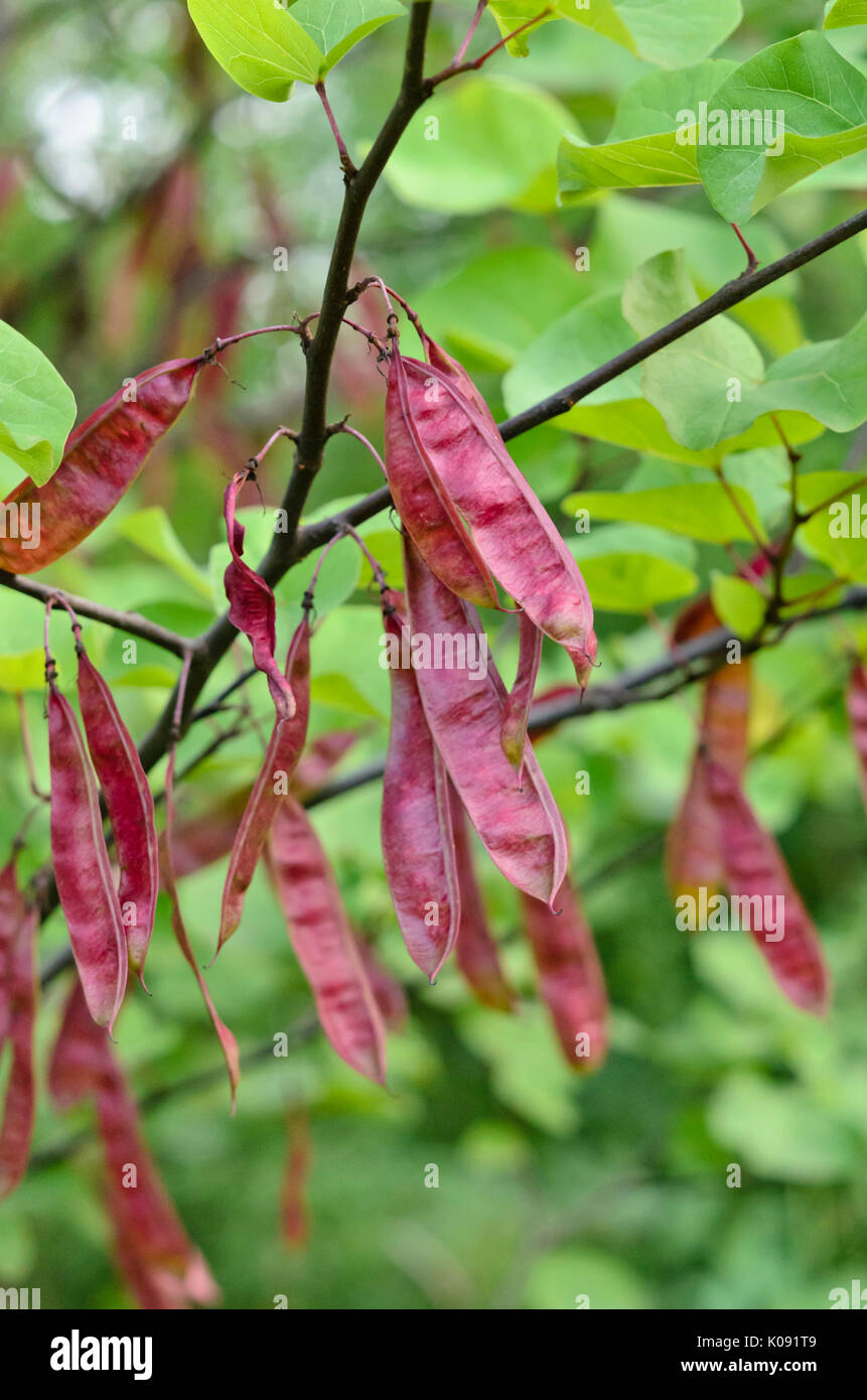 European redbud (Cercis siliquastrum) Stock Photo