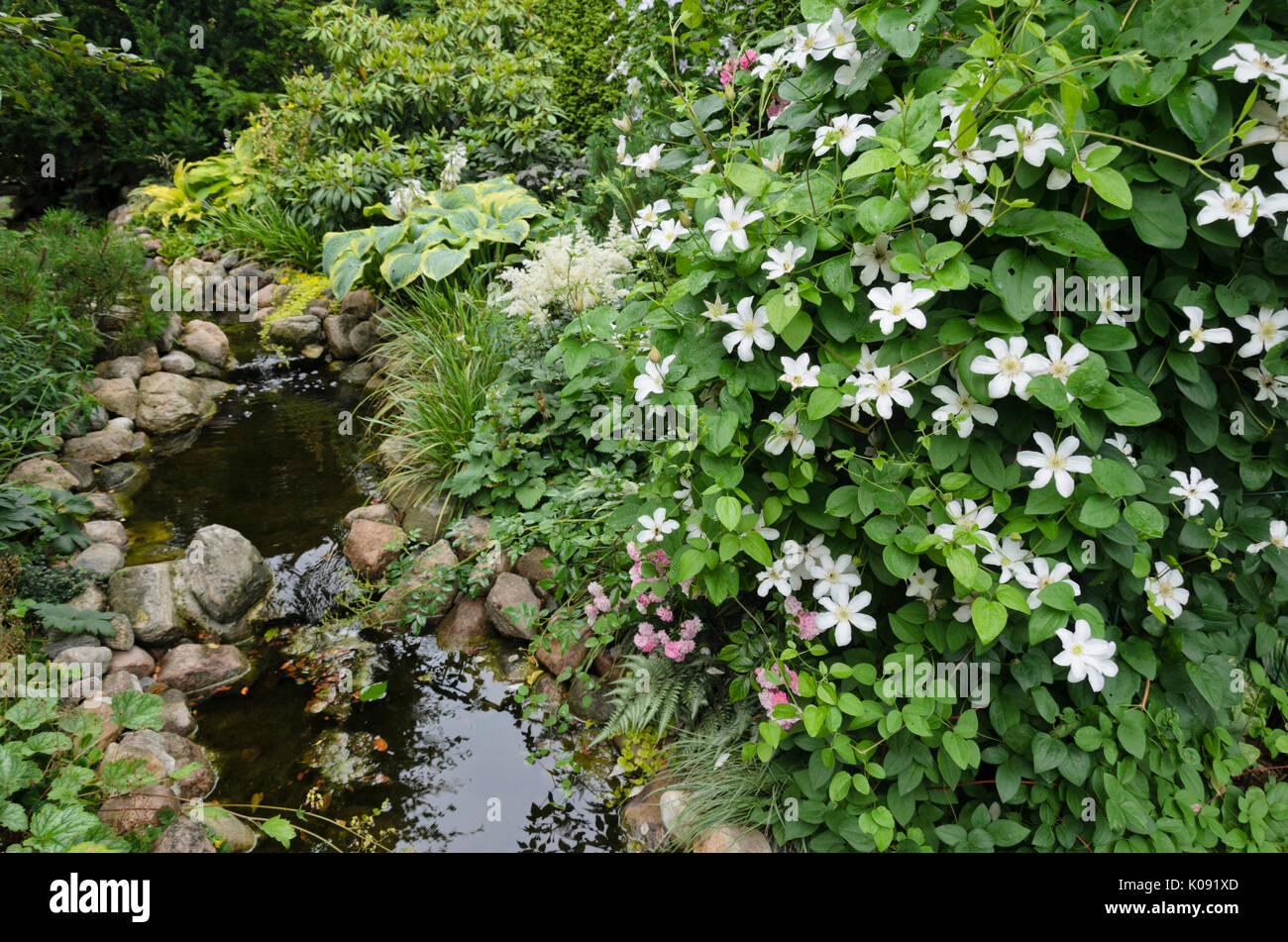 Clematis (Clematis) at an brook. Design: Marianne and Detlef Lüdke Stock Photo