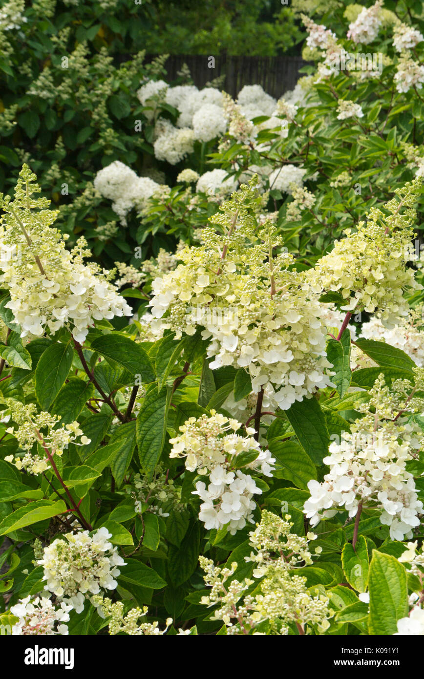 Panicle hydrangea (Hydrangea paniculata Stock Photo - Alamy