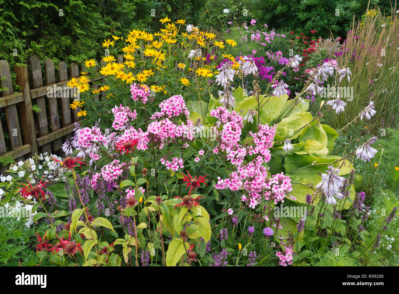 Bee balms (Monarda), betonies (Betonica), phlox (Phlox), plantain lilies (Hosta) and false sunflowers (Heliopsis) Stock Photo