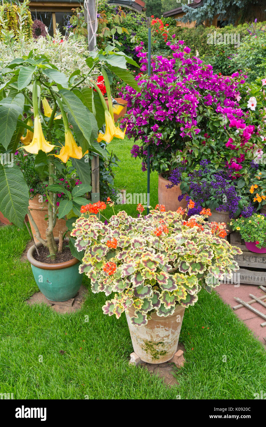 Angel's trumpet (Brugmansia), pelargonium (Pelargonium), Bougainvillea and garden heliotrope (Heliotropium arborescens) Stock Photo