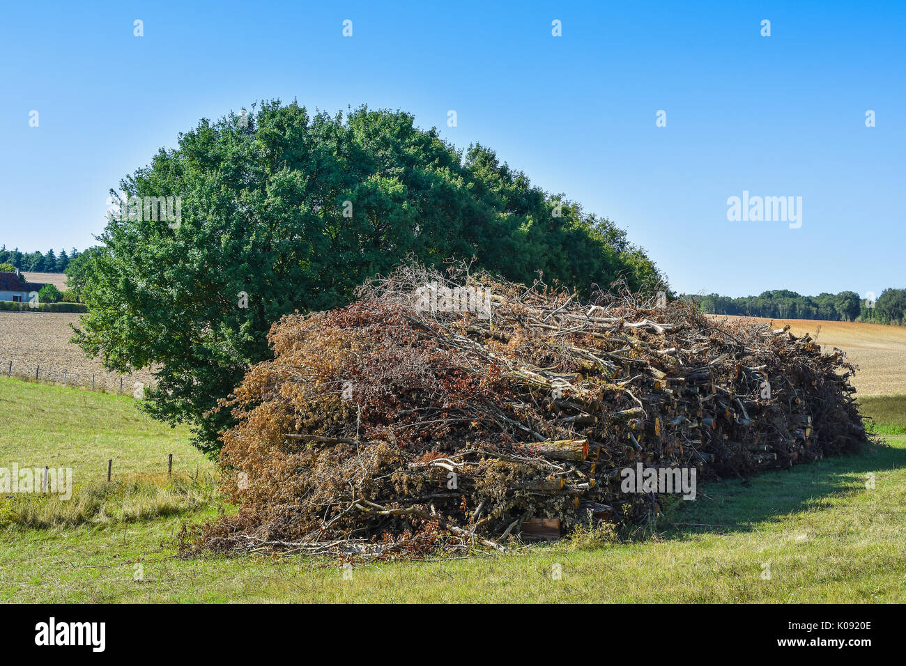 Large pile of felled trees - France. Stock Photo