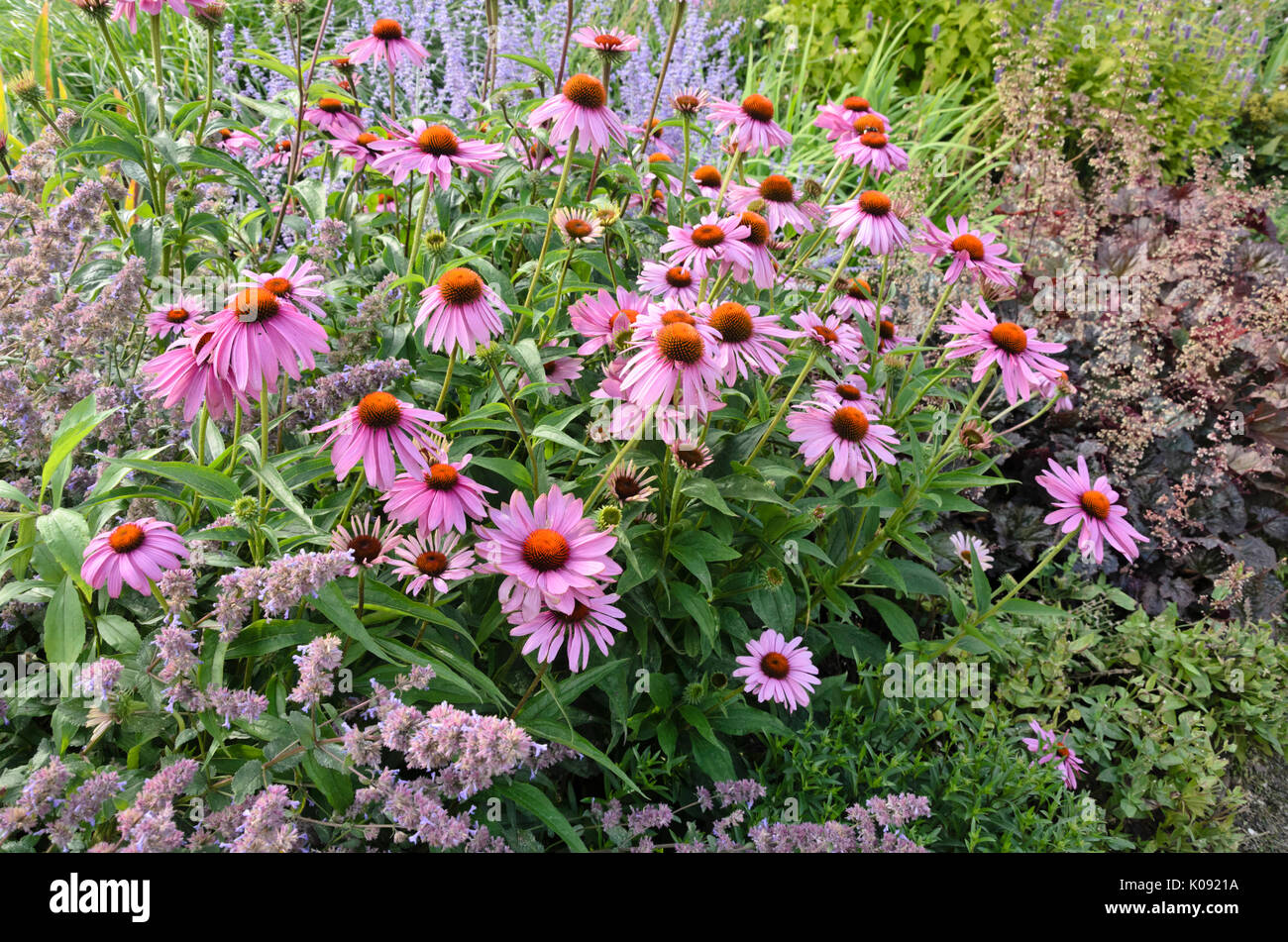 Purple cone flower (Echinacea purpurea Stock Photo Alamy