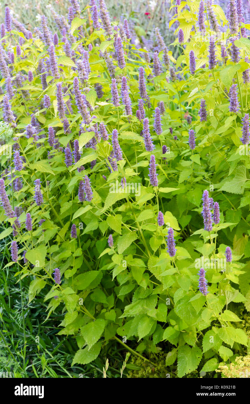 Purple giant hyssop (Agastache rugosa 'Golden Jubilee') Stock Photo