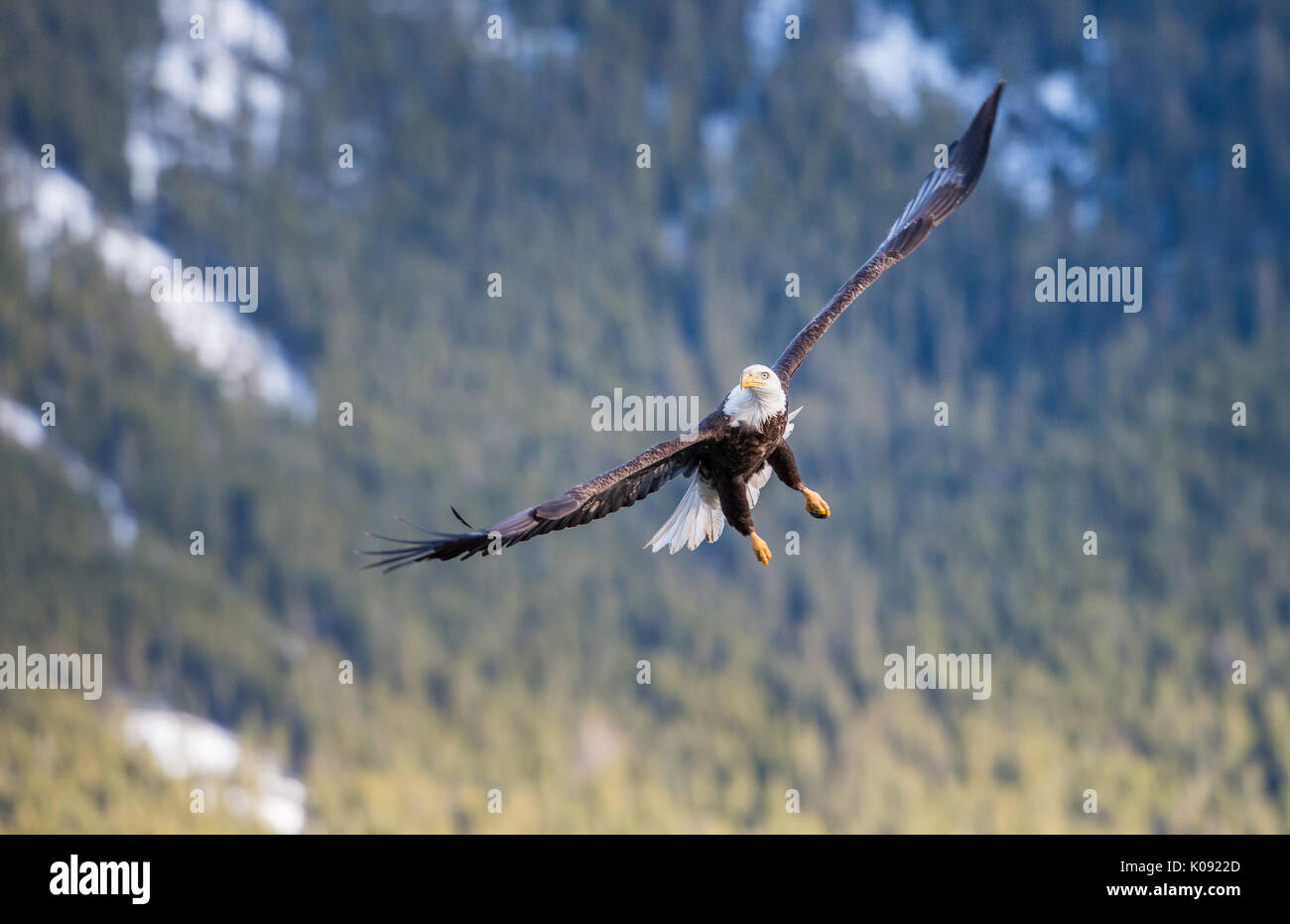 Bald eagle in flight Jasper National Park, Alberta Stock Photo Alamy