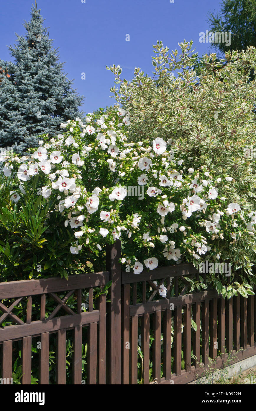 Common hibiscus (Hibiscus syriacus Stock Photo Alamy