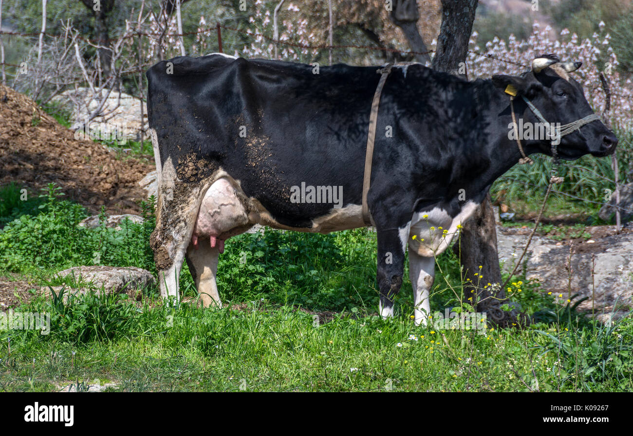 Kurban Bayrami Stock Photos & Kurban Bayrami Stock Images 