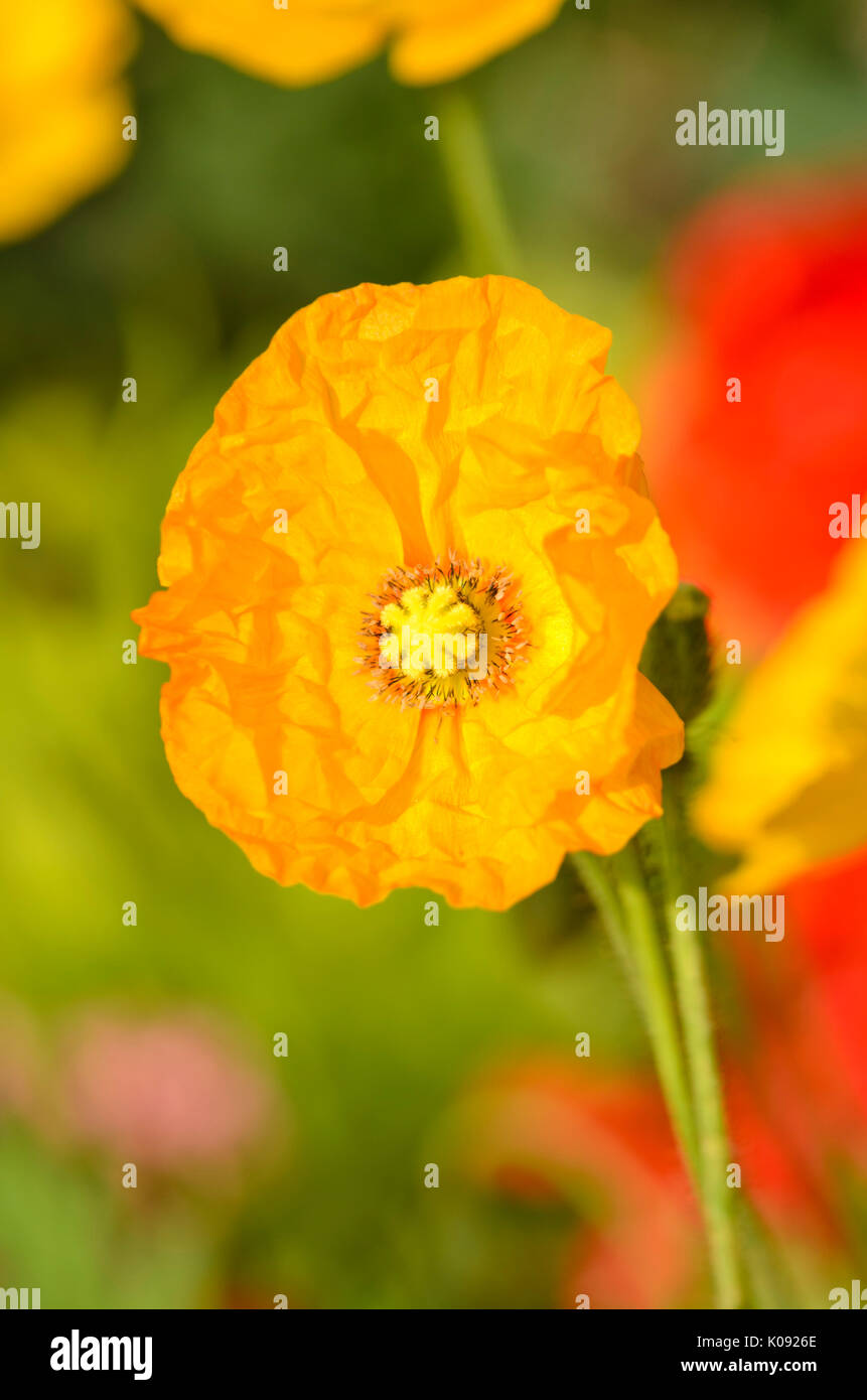 Iceland poppy (Papaver nudicaule) Stock Photo