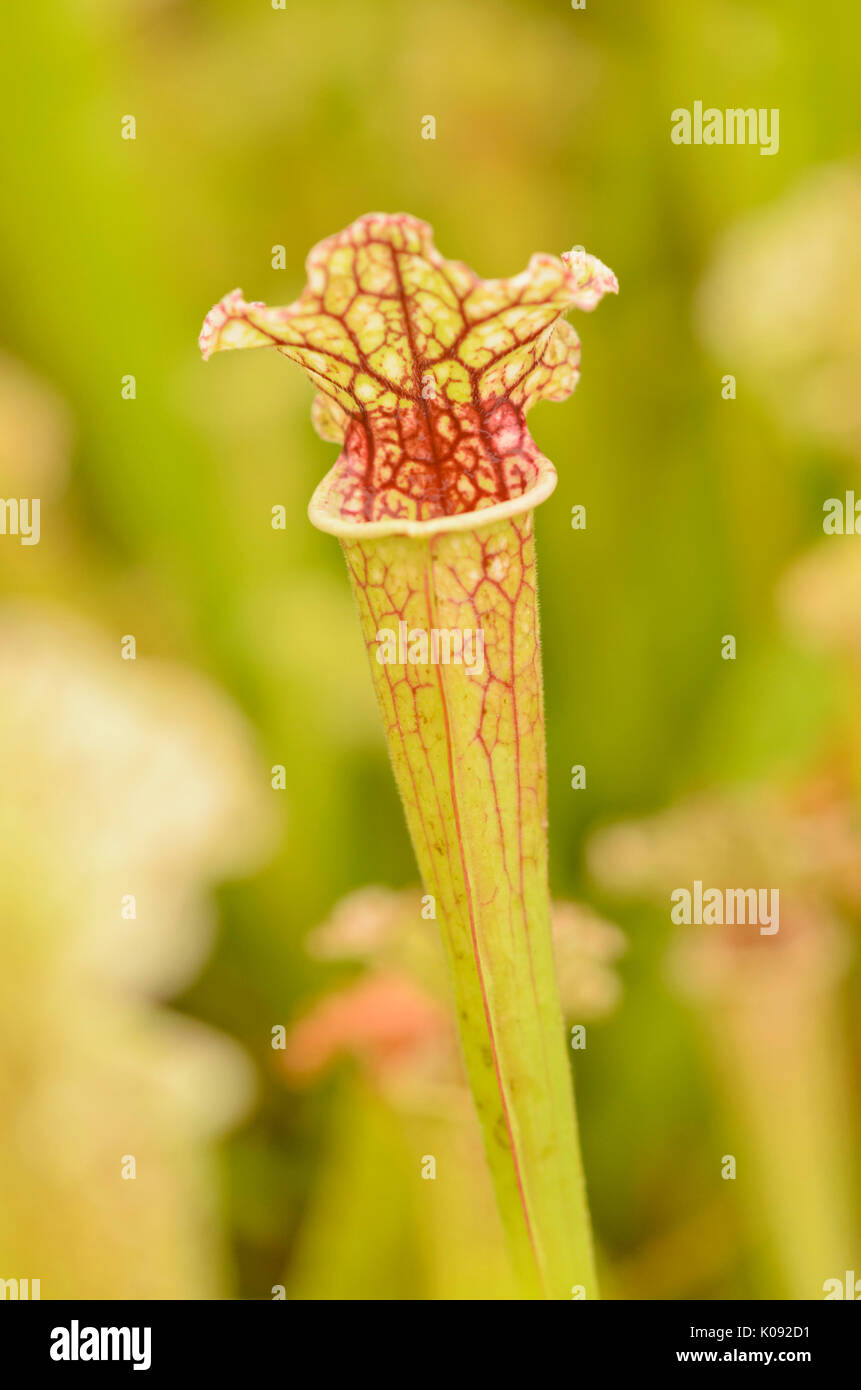 Trumpet pitcher (Sarracenia) Stock Photo