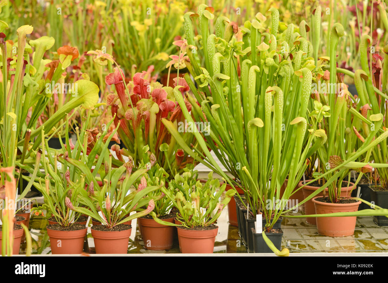 Trumpet pitchers (Sarracenia) Stock Photo