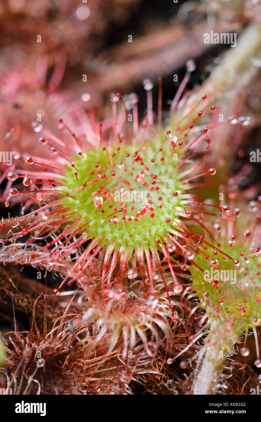 Round-leaved sundew (Drosera rotundifolia) Stock Photo