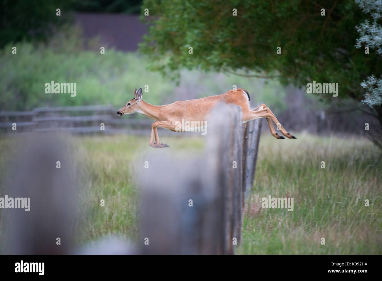Deer jumping fence hires stock photography and images Alamy