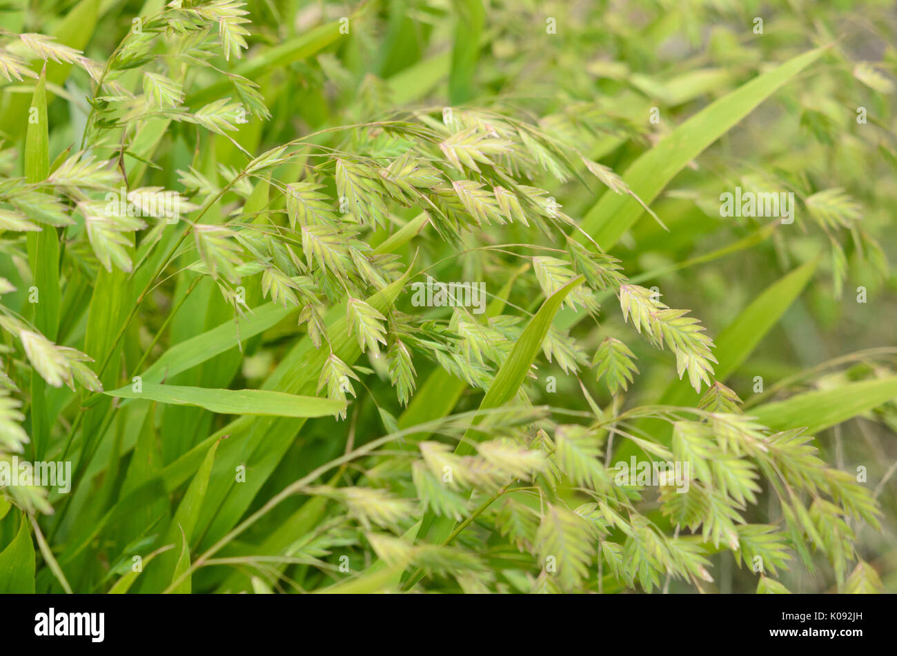 Bamboo grass (Chasmanthium latifolium syn. Uniola latifolia) Stock Photo