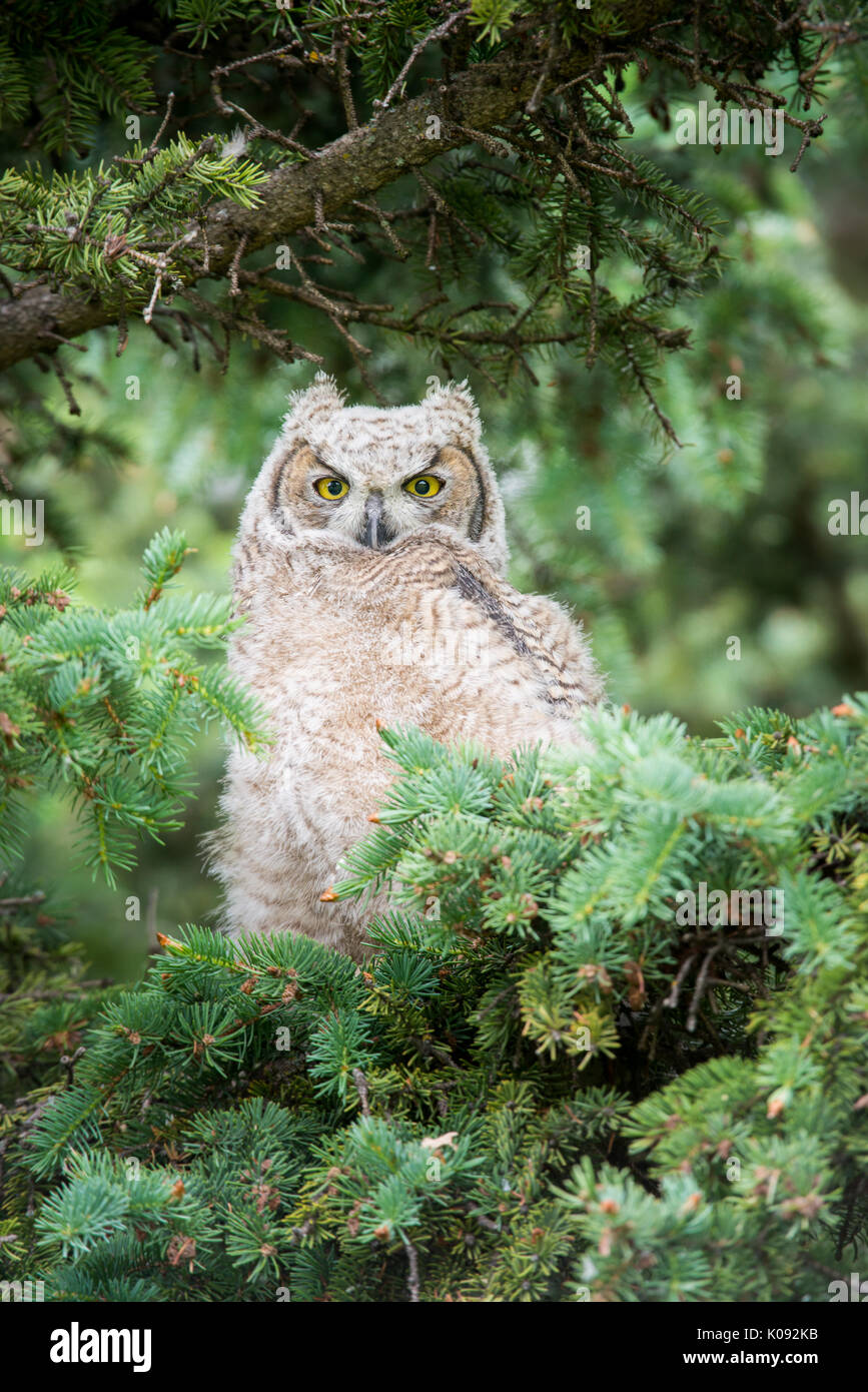 Great horned owl fledgling Stock Photo