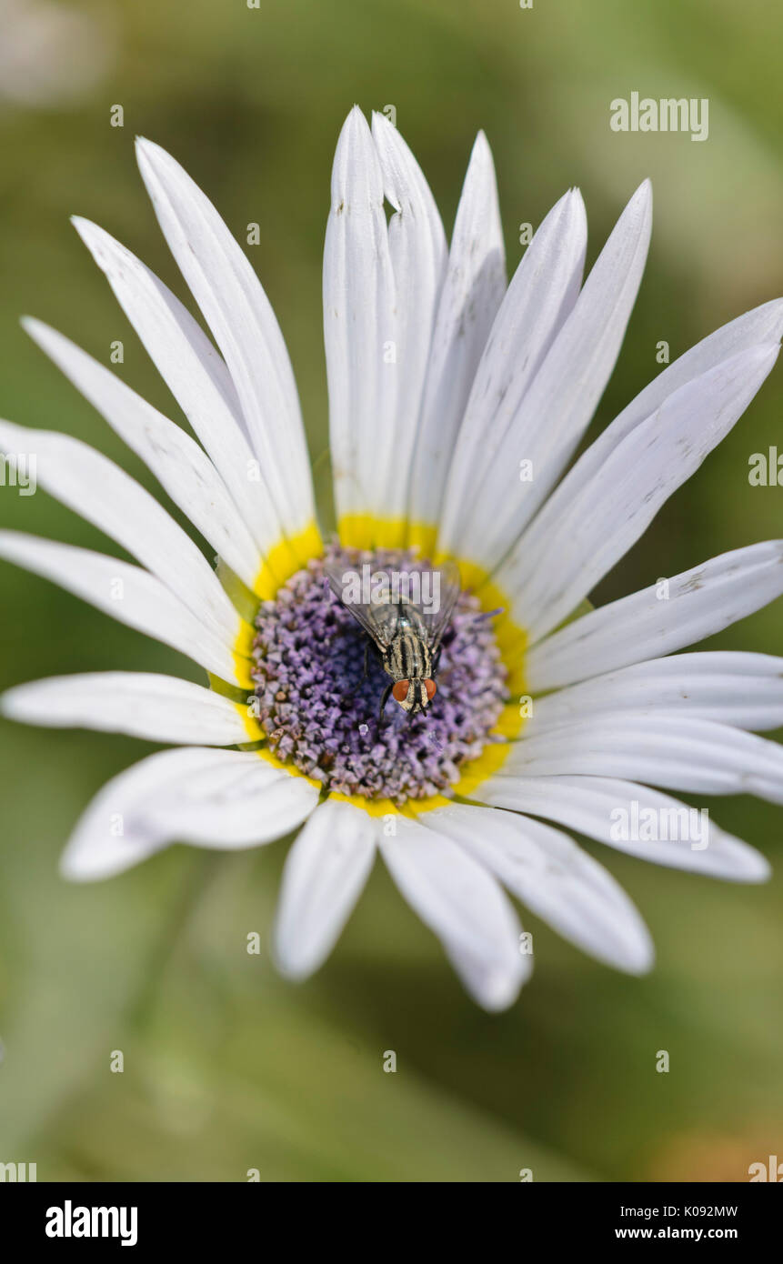 Cape daisy (Arctotis venusta) with fly Stock Photo