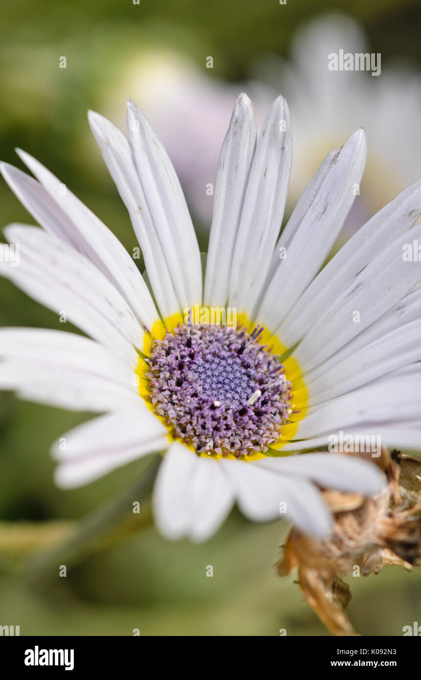 Cape daisy (Arctotis venusta) Stock Photo